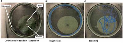 The Impact of Neonatal Methamphetamine on Spatial Learning and Memory in Adult Female Rats